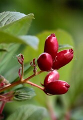 red fruits of Viburnum Farreri tree at spring