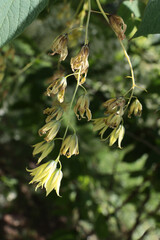 small yellow flowers of Decaisnea Fargessi Franch. oriental tree close up