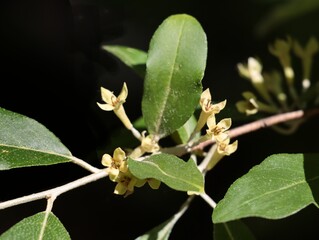  Elaegnus Umbreallata -  Elaegnaceae Family  blooming with small yellow flowers at spring