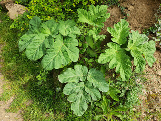 Leaves of Ogrekotu (Heracleum platytaenium), a species of flowering plant in the family Apiaceae