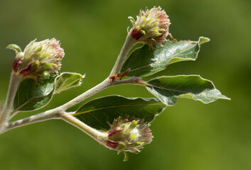 A blooming branch of the oriental beech (Fagus orientalis) tree 