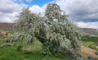 A tree of the Russian olive, silver berry, oleaster, or wild olive (Elaeagnus angustifolia), is a species that native to Asia and limited areas of eastern Europe