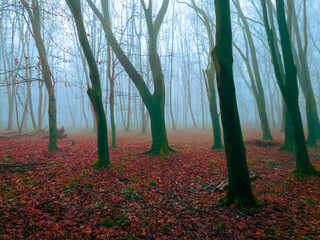 Beautiful autumn forest with fog in red tones. Nature in late fall. Atmospheric foggy landscape.
