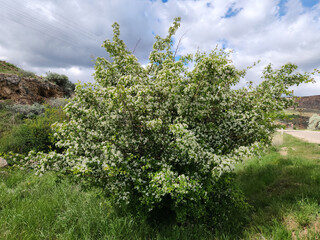 A blooming oriental hawthorn (Crataegus orientalis) in the mid of May in the central Anatolia