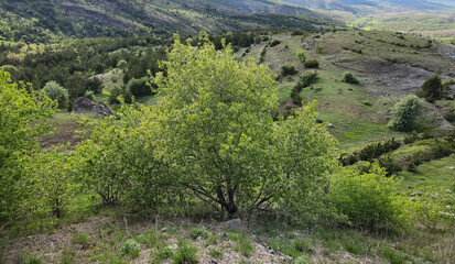 Fototapeta premium A tree of the mahaleb cherry or St. Lucie cherry (Prunus mahaleb)