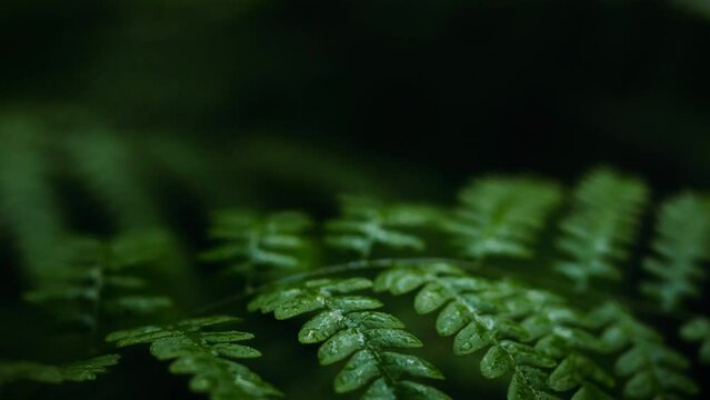 The background of dense foliage in the forest is filled with greenery. Ferns and grasses sway in the gusts of wind. Tropical plants dominate the diverse flora. Exotic species thrive in the wild