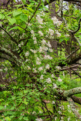 Obraz premium Wild Rose Blooms Among the Fallen Trees, Adams County Pennsylvania USA