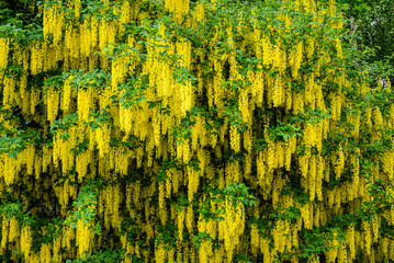 Blooming yellow acacia tree	