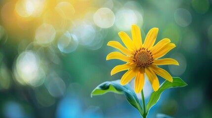 Yellow flower with smooth light blue or yellow background, bookeh effect