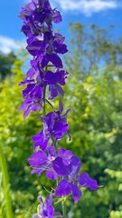 flowers in the garden © A S Santacreu Anita