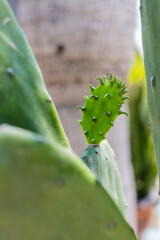 Opuntia Cactus Offshoot Emergence Closeup