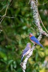 Fototapeta premium Male and Female Eastern Bluebirds on a Branch