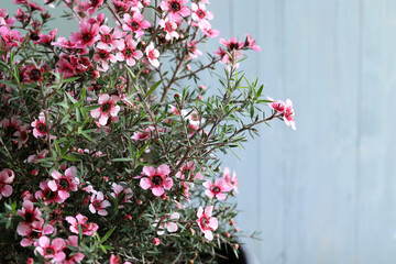 Chamelaucium uncinatum, pianta da giardino sempreverde originaria dell'Australia occidentale...