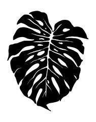 Vector monstera leaf. Botanical illustration of a black silhouette of a monstera isolated on a white background. Tropical leaf, hand drawn exotic plant. EPS10 - vector. © Yana