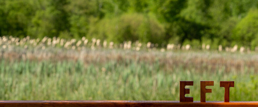Letters EFT cut out of wood. Small forest pond with fluffy cattail in blurred background. Emotion-focused therapy treatment concept.