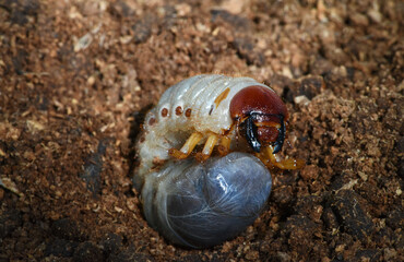 Larva of coconut Rhinoceros beetle on coconut fiber . it is pest of coconut and palm tree .