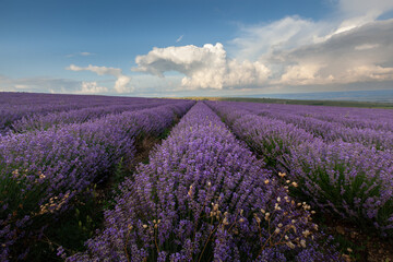 lavender field in region and beautiful clouds