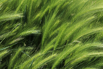 Espigas verdes en el campo