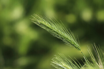 Primer plano de una espiga verde con fondo desenfocado