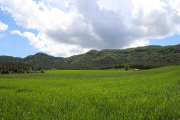 Campo verde en primavera
