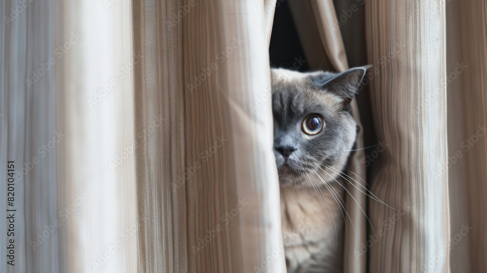 Poster heavyset cat peeking out from behind a curtain, showing its curious and playful nature.