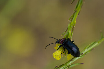 close-up, macro, insect, animal, nature, wildlife, plant, spring