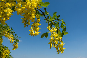 Yellow laburnum tree against blue sky
