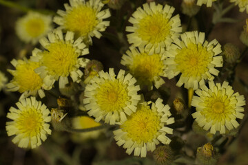 plant, spring, flora, field, nature, natural, outdoor, beautiful