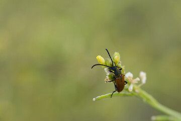 close-up, macro, insect, animal, nature, wildlife, plant, spring