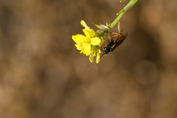 close-up, macro, insect, animal, nature, wildlife, plant, spring