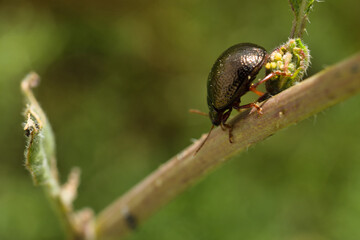 close-up, macro, insect, animal, nature, wildlife, plant, spring