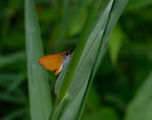Detailed macro image of a Least Skipper Butterfly showing it’s bright copper-orange colors and...