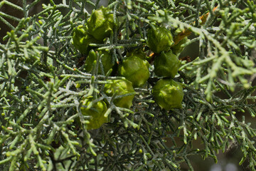 plant, spring, flora, field, nature, natural, outdoor, beautiful