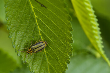 close-up, macro, insect, animal, nature, wildlife, plant, spring