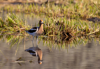 American Avocet Reflected in a Summer in a Pond in Wyoming