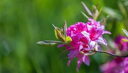 Pink flowers of Rhododendron indicum, macro photo with