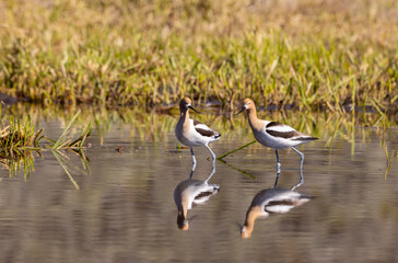 American Avocets Reflected in a Summer in a Pond in Wyoming