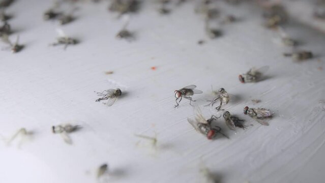 fly trapped on fly paper glue trap with red food , fly trying to escape from fly trap with background of death fly