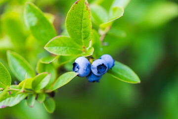 Macro photo of blueberries on a summer day