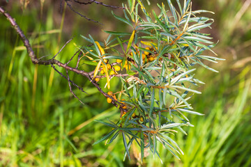 Common sea buckthorn branch with yellow fruits, close-up