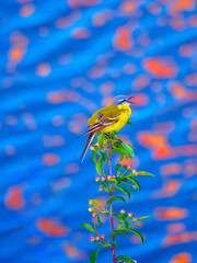 Western yellow wagtail is perching on a branch and singing against a blue water.