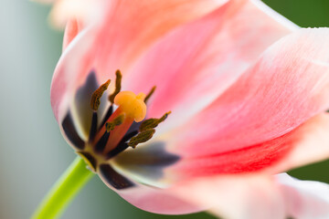 Pink flower fragment, pistil and stamens of a tulip, macro photo