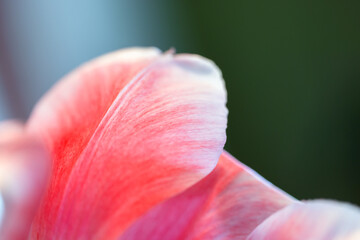 Petals of a pink tulip, macro photo