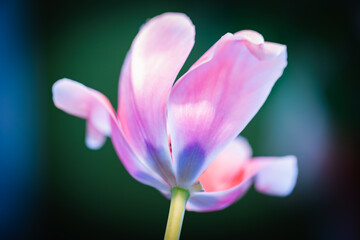 Obraz premium Pink tulip flower is over dark blurred background, macro photo
