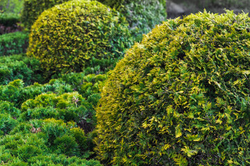 Thuja bushes trimmed into a ball shape grow in the garden,