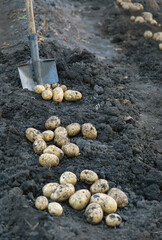 picking of fresh potatoes with shovel in farm field. Organic potato harvest, soil ground natural...