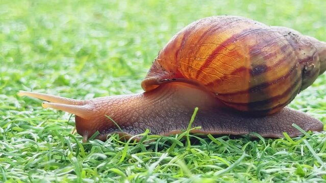Close-up of snail crawling on fresh green grass in morning light