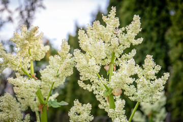 Blossom of rhubarb in the garden, an edible, sour plant