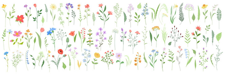 Set of Floral Design elements. Delicate wildflowers and leaves, gentle fragile plants, thin branches, meadow grasses. Botanical natural vector illustration