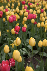 Large flower bed with bright tulips